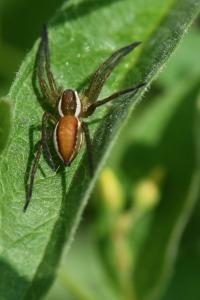 <i>Dolomedes</i>