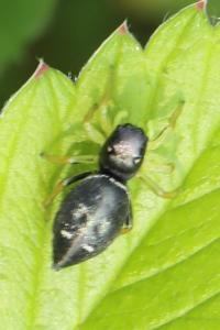 <i>Heliophanus</i>