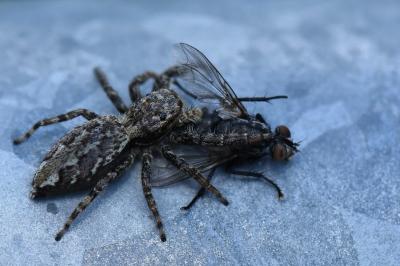 <i>Marpissa muscosa</i>