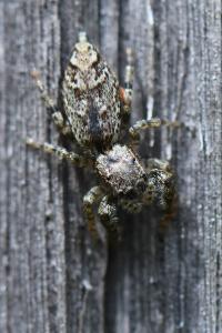 <i>Marpissa muscosa</i>