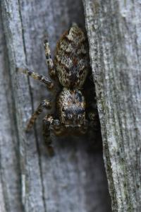 <i>Marpissa muscosa</i>