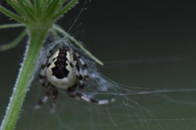 <i>Araneus marmoreus</i>