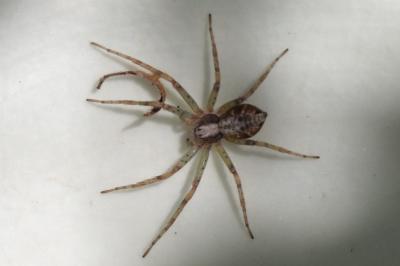 <i>Philodromus</i>
