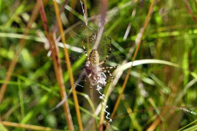Épeire frelon