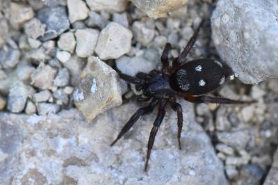 <i>Callilepis</i>