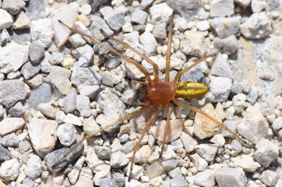 <i>Cheiracanthium</i>