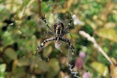 Argiope bruennichi