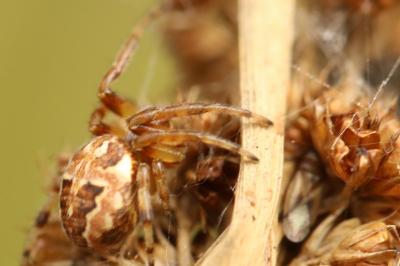 Larinioides cornutus