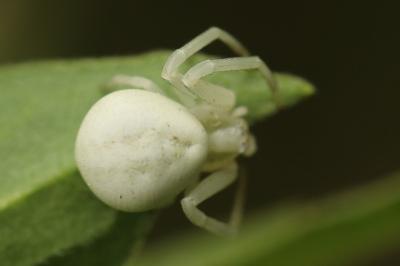 Misumène variable
