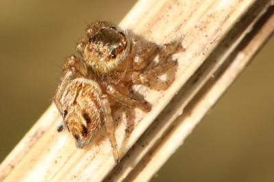 <i>Evarcha arcuata</i>