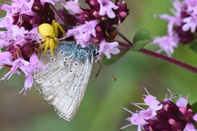 Misumène variable