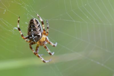 Araneus diadematus