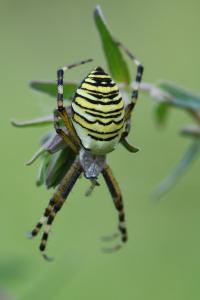 Épeire frelon