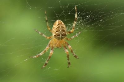 Araneus diadematus