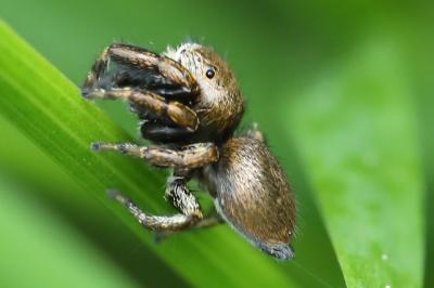 <i>Evarcha arcuata</i>