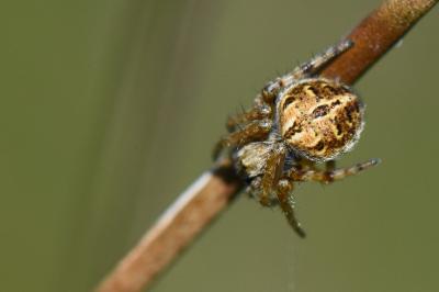 Agalenatea redii