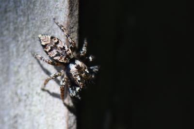 <i>Marpissa muscosa</i>