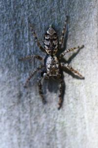 <i>Marpissa muscosa</i>