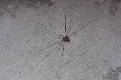 <i>Dicranopalpus ramosus</i>