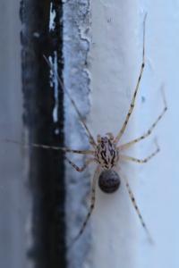 Araignée cracheuse