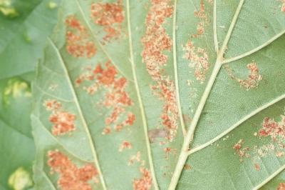Acalitus brevitarsus