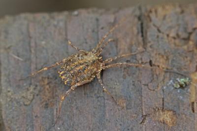 <i>Homalenotus quadridentatus</i>