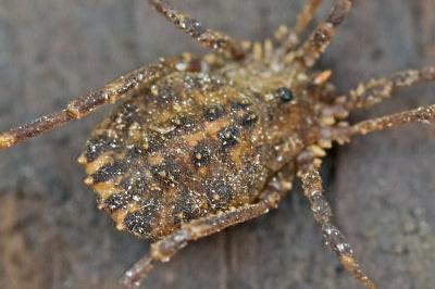 <i>Homalenotus quadridentatus</i>
