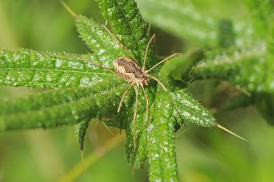 <i>Phalangium opilio</i>