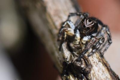 Aelurillus v-insignitus