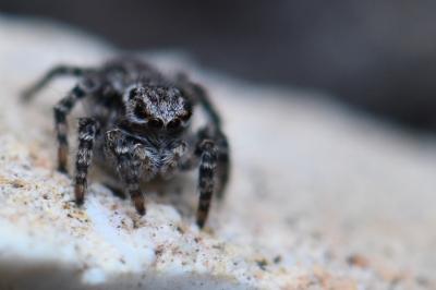 Saltique marqué