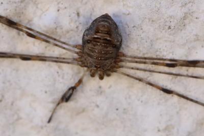 <i>Dicranopalpus ramosus</i>