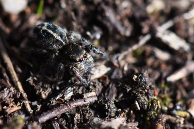 <i>Pellenes tripunctatus</i>