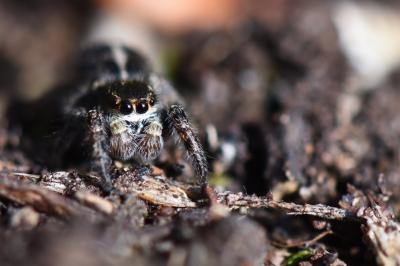 <i>Pellenes tripunctatus</i>
