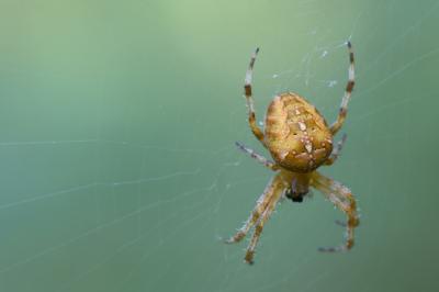 Araneus diadematus