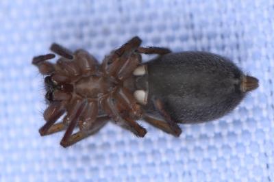 <i>Clubiona</i>