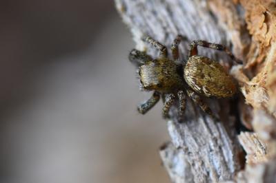 <i>Dendryphantes rudis</i>