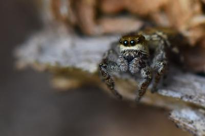 <i>Dendryphantes rudis</i>