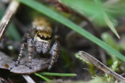 <i>Dendryphantes rudis</i>