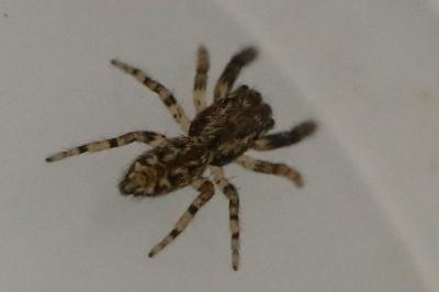 <i>Marpissa muscosa</i>