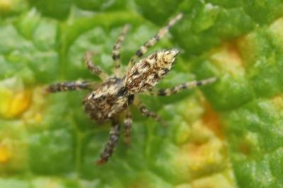<i>Marpissa muscosa</i>