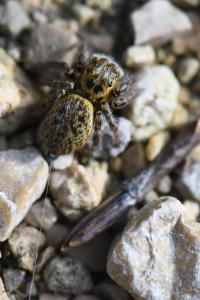 <i>Carrhotus xanthogramma</i>