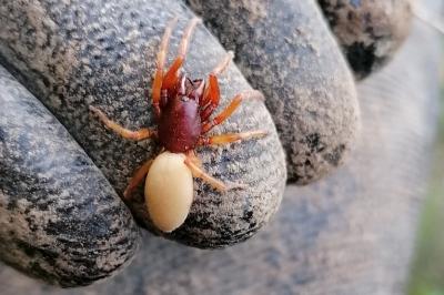 <i>Dysdera crocata</i>