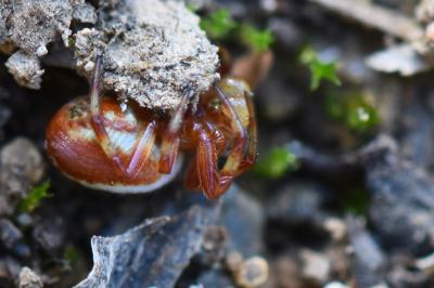 <i>Araniella displicata</i>