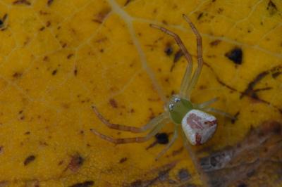 Ebrechtella tricuspidata