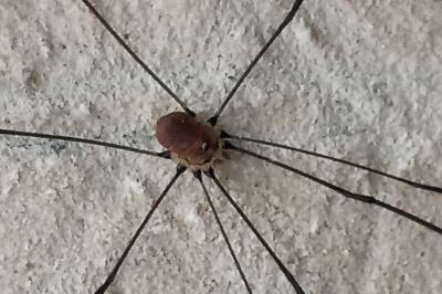 <i>Opilio canestrinii</i>