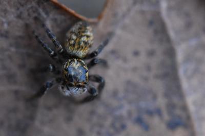 <i>Carrhotus xanthogramma</i>
