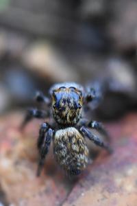 <i>Carrhotus xanthogramma</i>