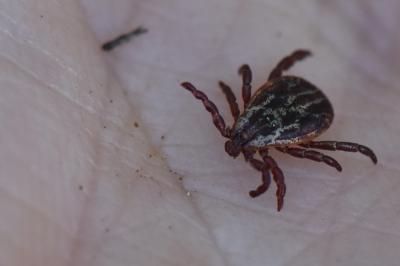 Dermacentor reticulatus