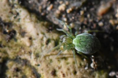 <i>Nigma walckenaeri</i>