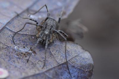 <i>Odiellus spinosus</i>